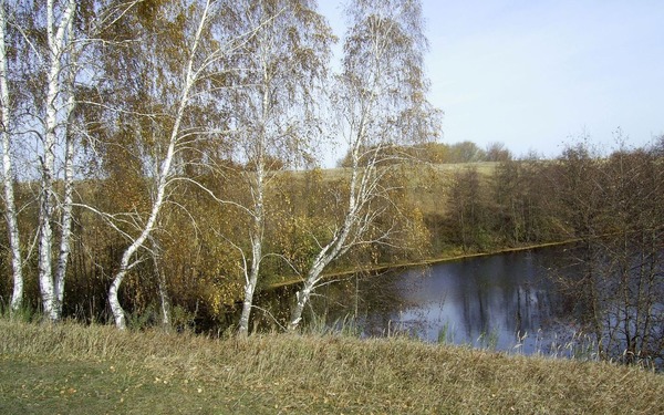 Березы плачут над рекой