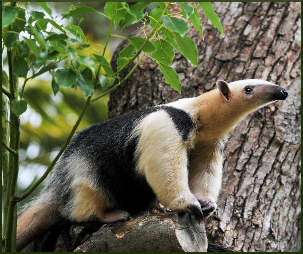В гостях у Муравьеда. Виктория Серебро