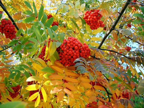 Кисть Рябины Фото Осенью