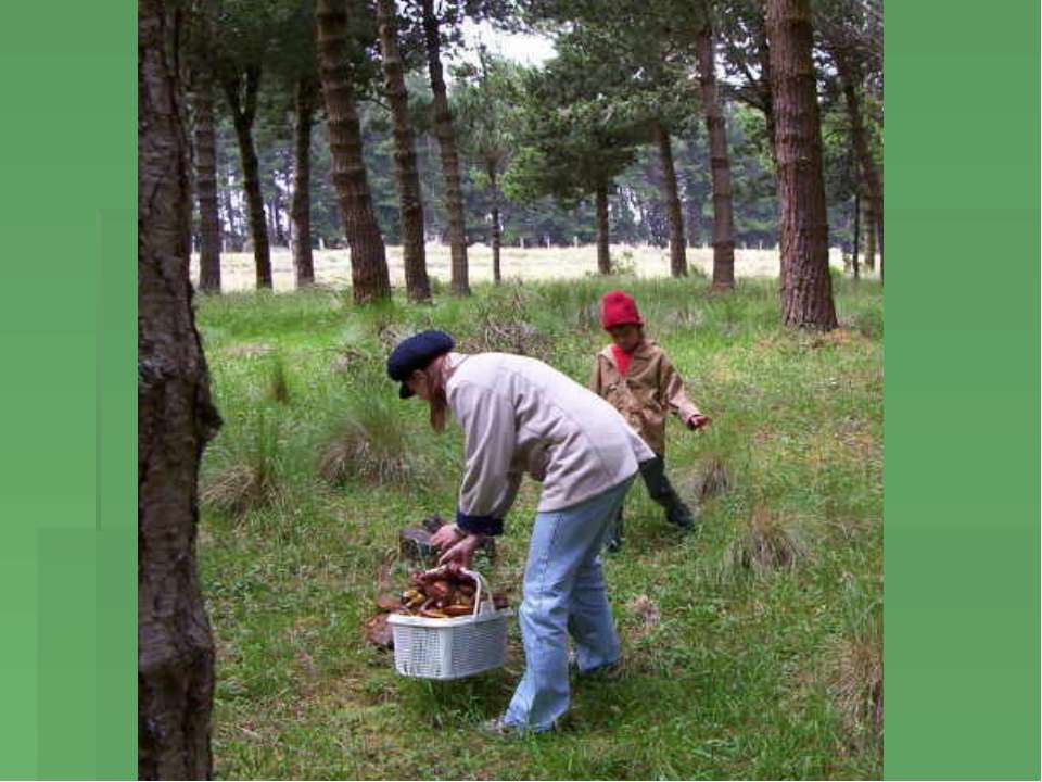 Снова бродят грибники