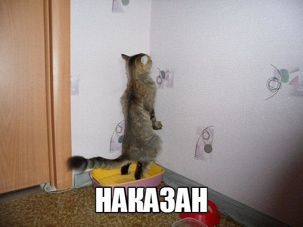 435 Д Кота наказать-последнее дело