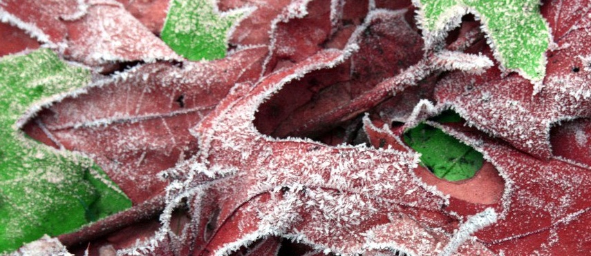 Поздней осени хрупкая проседь