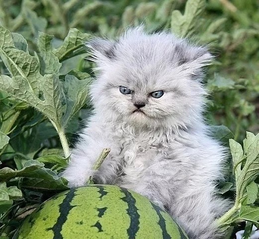 444 Д Котенок и арбуз