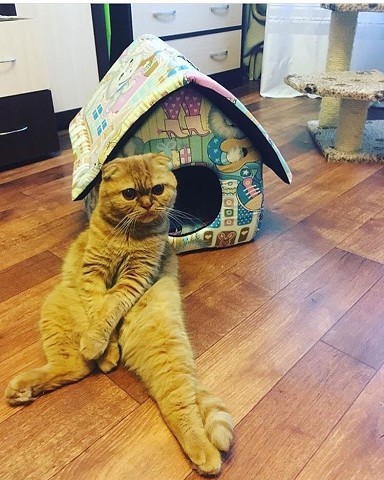 450 Д Квартирный вопрос с котом