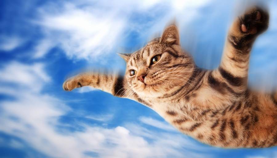 Летящий Кот Фото