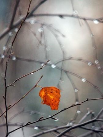 Лист одинокий...