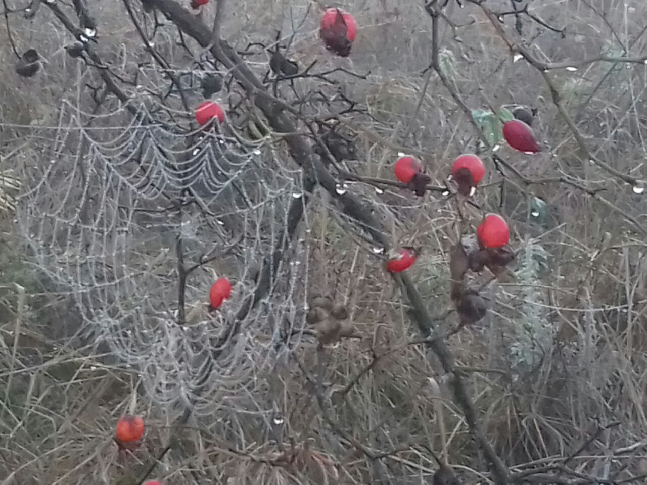 В прозрачном кружеве