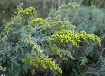 Цветы полыни