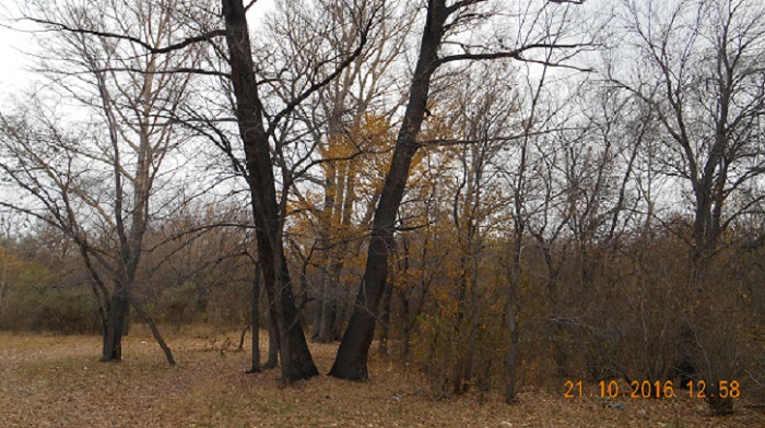 Сердцу милая, роща дивная