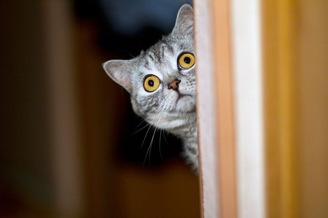 Кот перед дверью