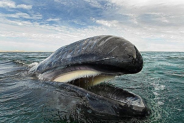 улыбка кита