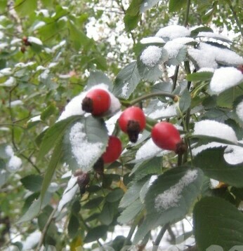 Зелёный октябрь