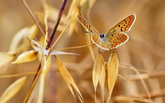 Последний мотылёк
