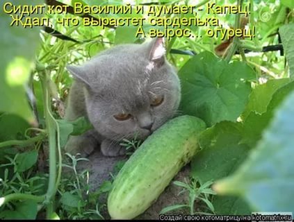 Растет огурец на окне
