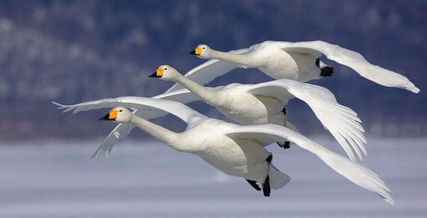 Почему летом птицы улетают на север, а люди - на ю