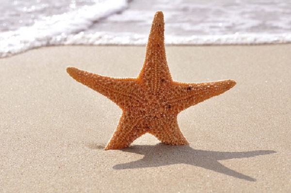Морская звезда 2023. Морская звезда 1 м. Поза морской звезды. Шира морская звезда. Морская звезда с тонкими лучами 5 штук.