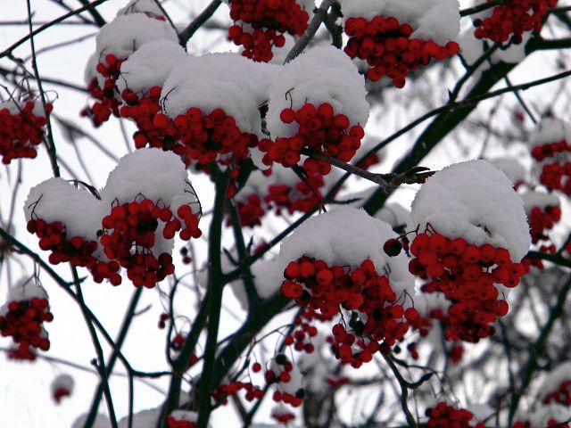 Рябина зиму дождалась... Из цикла Природа... в люб