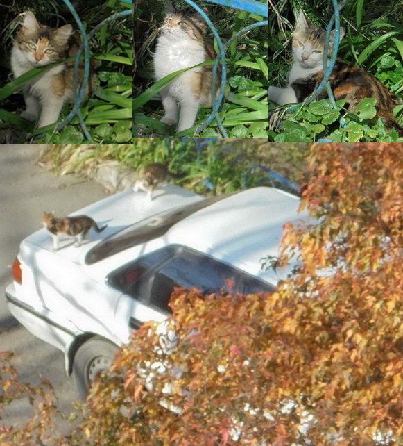 Юные модели