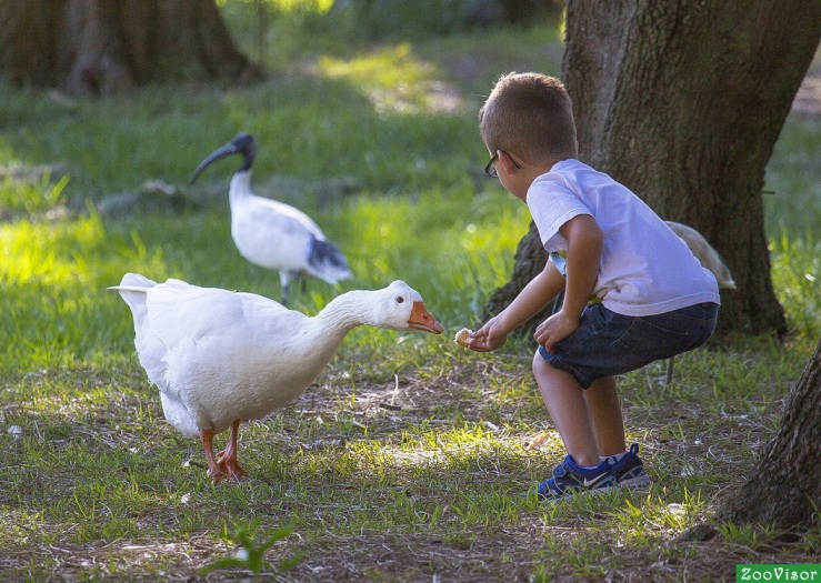Жили у бабуси. конкурсное