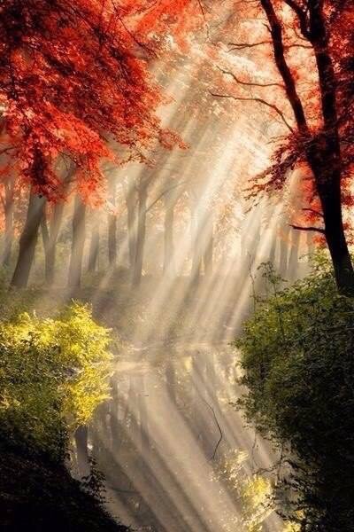 Рябиновый рассвет