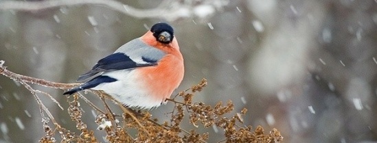 С небес сегодня сыплет снег