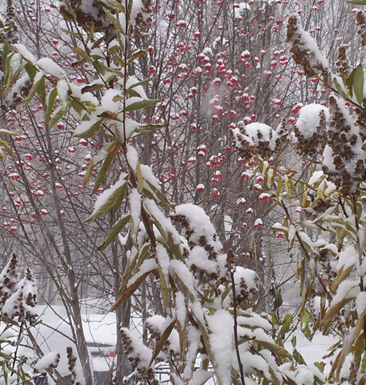 Первый снег