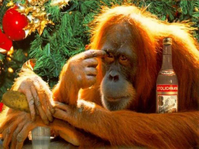 Пьяная обезьяна картинки прикольные