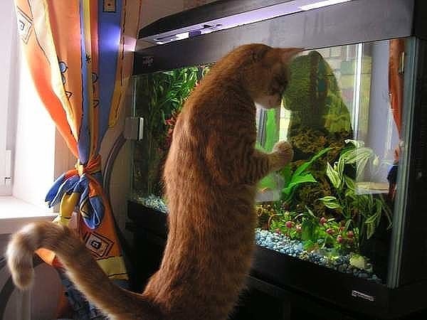 Васенька сейчас в печали...