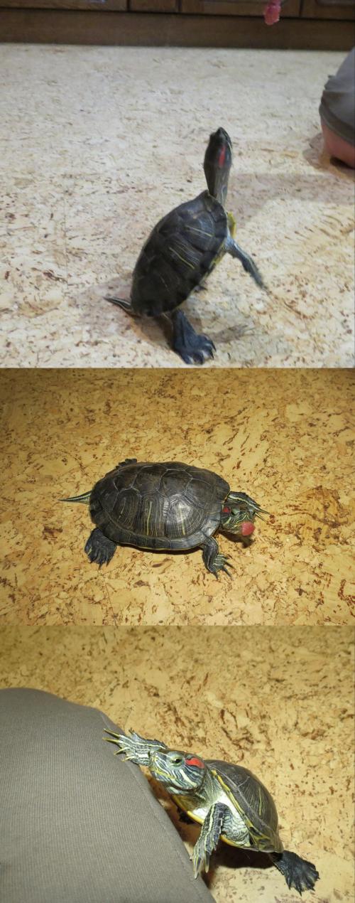 Загадка - черепаха