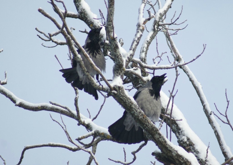 Ворона каркает на дереве. Вороны на дереве зимой. Серая ворона на дереве. Серая ворона на ветке. Вороны на дереве каркают.