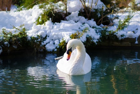 Я словно лебедь...