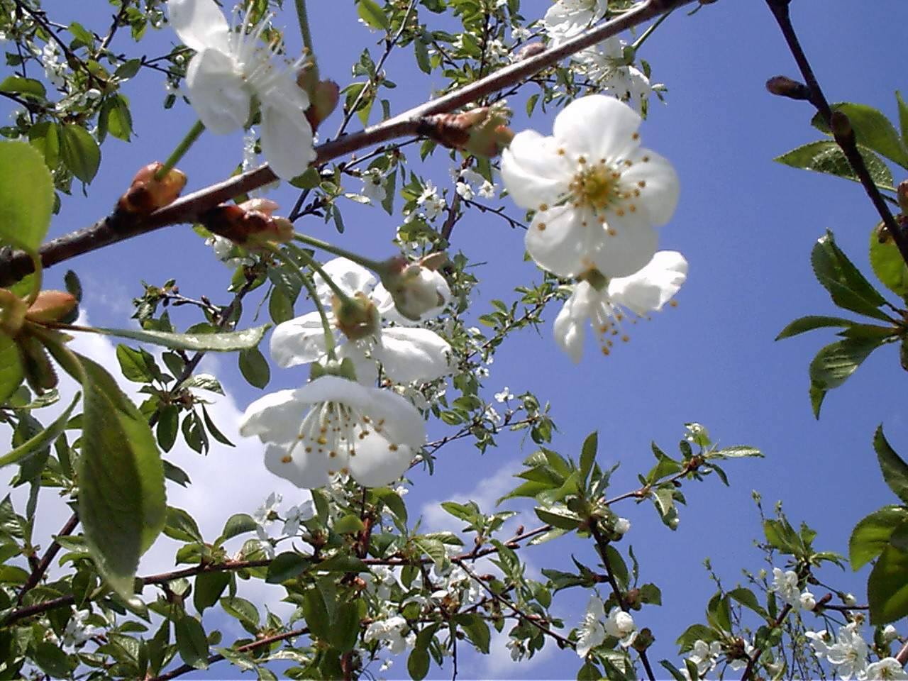 В душе моей цветет весна!