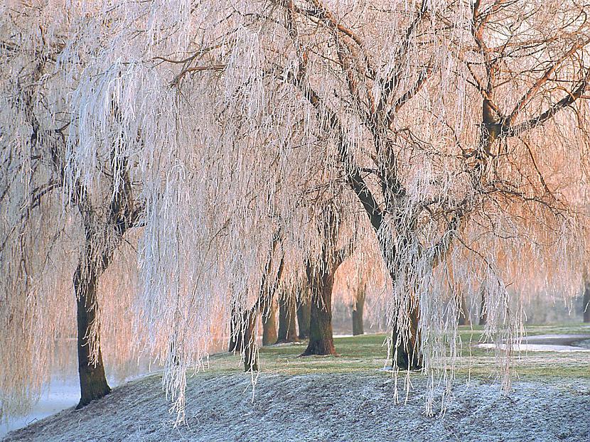 Стеклянные деревья в серебре...
