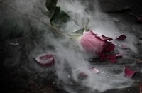 Позёмкой белой тополиный пух как снег