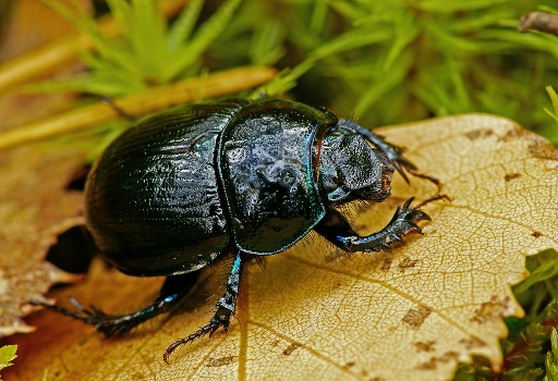 Я с Музой не дружу...