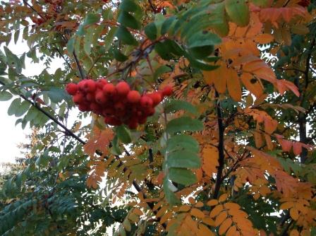 Рябины алой кистью...