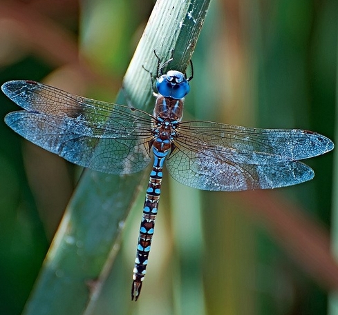 Колыбельная для взрослого сына