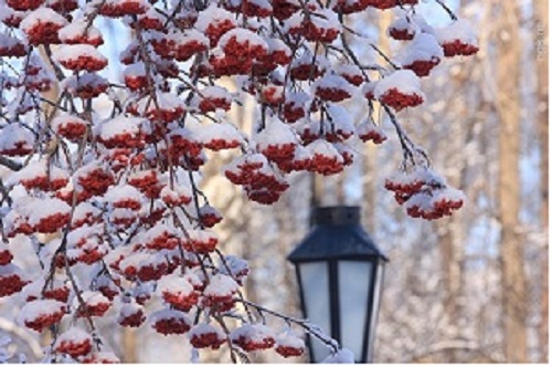 Пора очарований странных