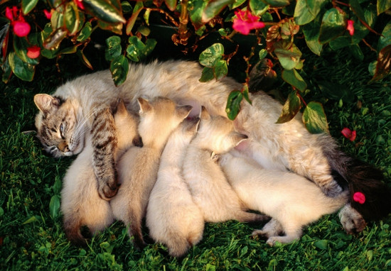 Кошка - не дура