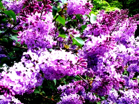 Мыслью и словом