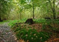 В аллее пенёк одиноко грустит