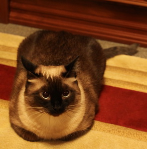 Тарзан - наш самый лучший друг