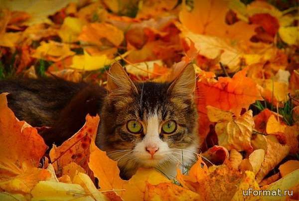 Кошка спряталась в листву