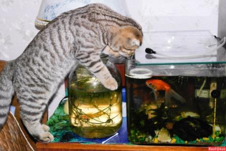 Рыбалку любят все