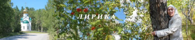 Сосна высокая
