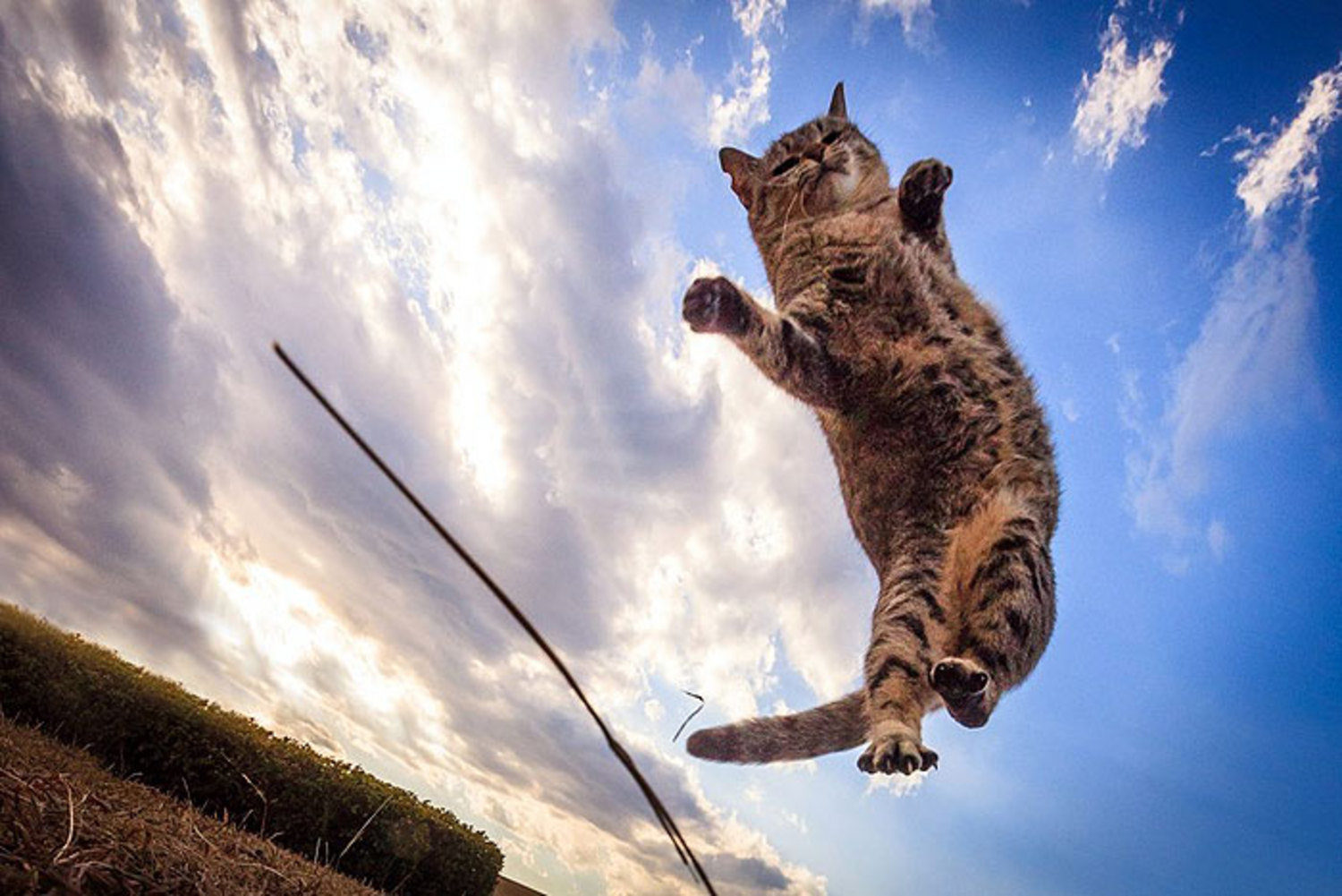 Летающий кот