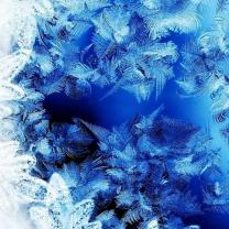 На стекле окна цветут белые мимозы