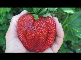 0506. 2000 Ты земляникою созрела 531