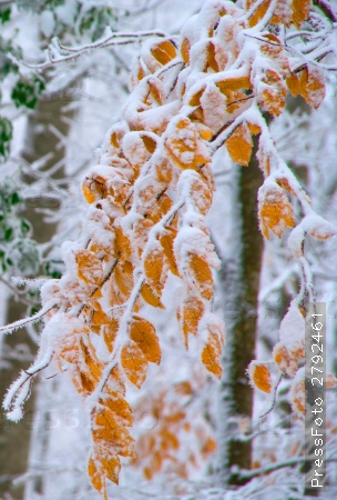 Листва на снегу