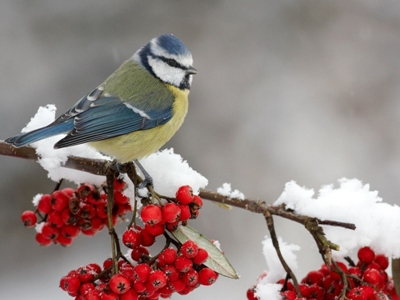 Рябиновые бусы